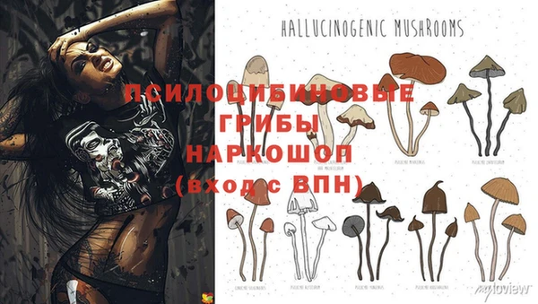 крисы Баксан